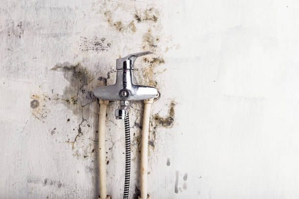 Best Residential Mold Removal  in Lebanon, MO