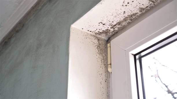 Best Residential Mold Removal  in Lebanon, MO