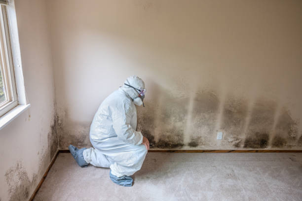 Mold Removal and Inspection in Lebanon, MO