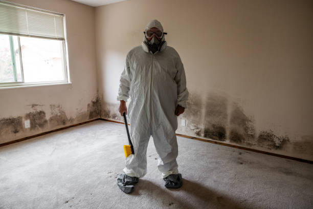Best Certified Mold Removal  in Lebanon, MO