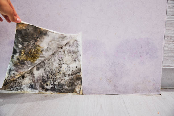 Reliable Lebanon, MO Mold Removal Solutions